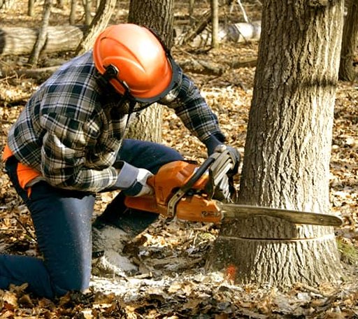Tree Removal in Allendale, IL